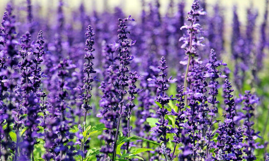 Lavender Dreams - Zen Routine