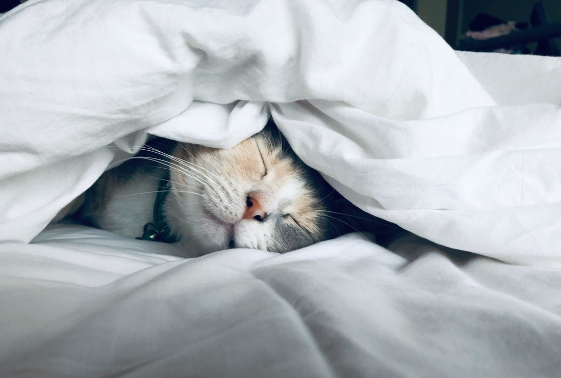 How You Can Sleep More Like Your Cat - Zen Routine