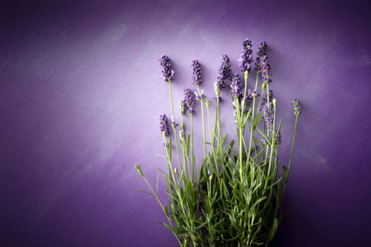 The History and Uses of French Lavender - Zen Routine